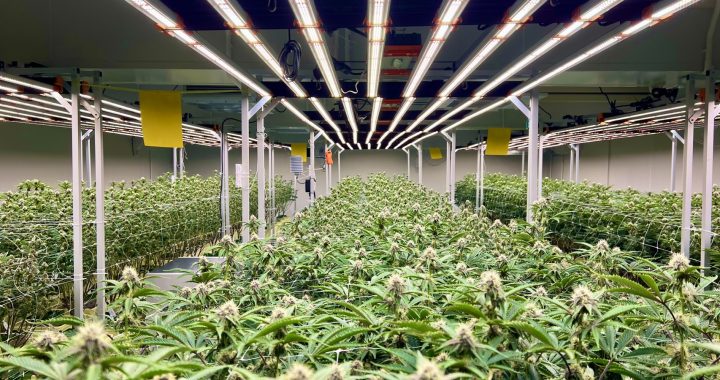 Medical Cannabis Export Support from Thailand: Consultation, Permits, COA Review & Logistics Explained
