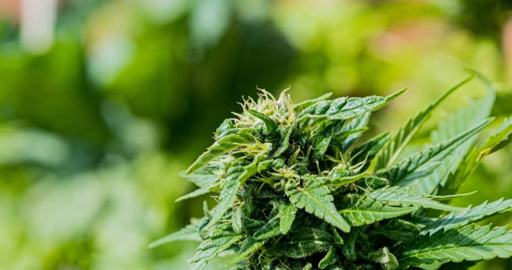 How GACP Powers Global Medical Cannabis Export