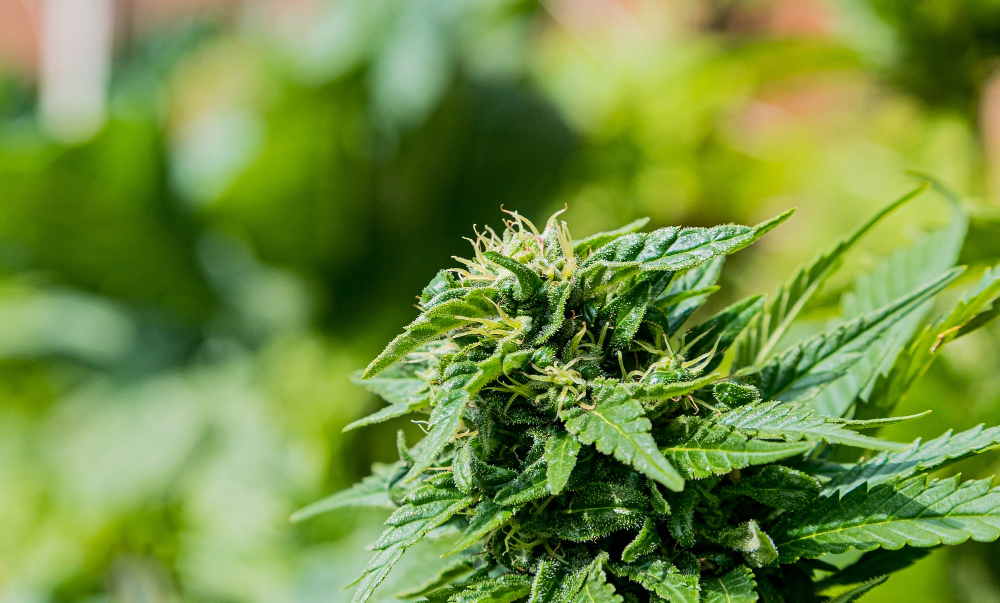 How GACP Powers Global Medical Cannabis Export